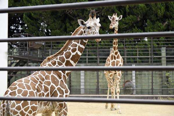 ハートマークの模様を持つキリンだそうです