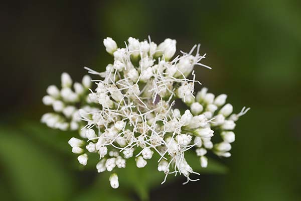 シロイフジバカマの花