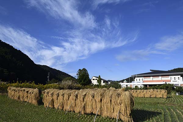 天日干しの稲穂と秋の空