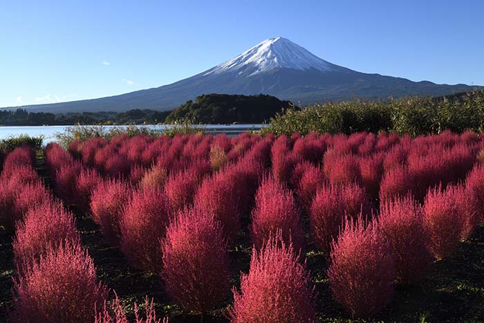 深紅にそまったコキアに光が当たる。この瞬間を待っていました