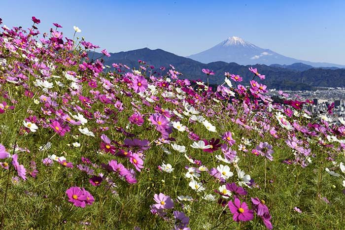 秋桜ごしに富士山