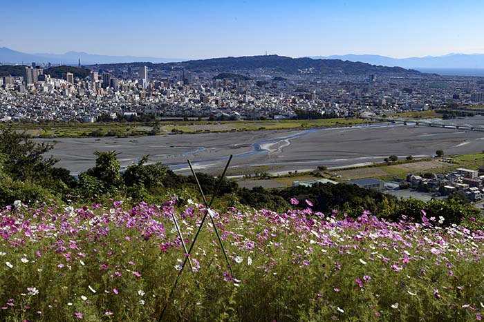 快晴！秋桜