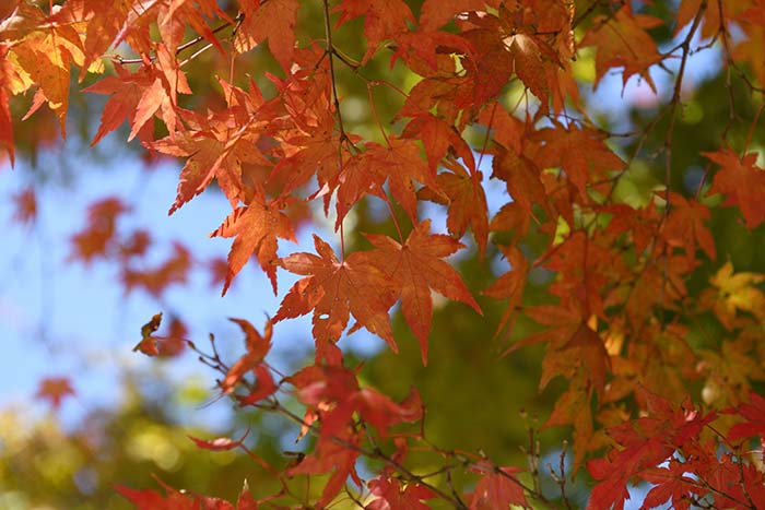 精進湖紅葉真っ盛り