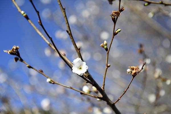 秋咲く桜