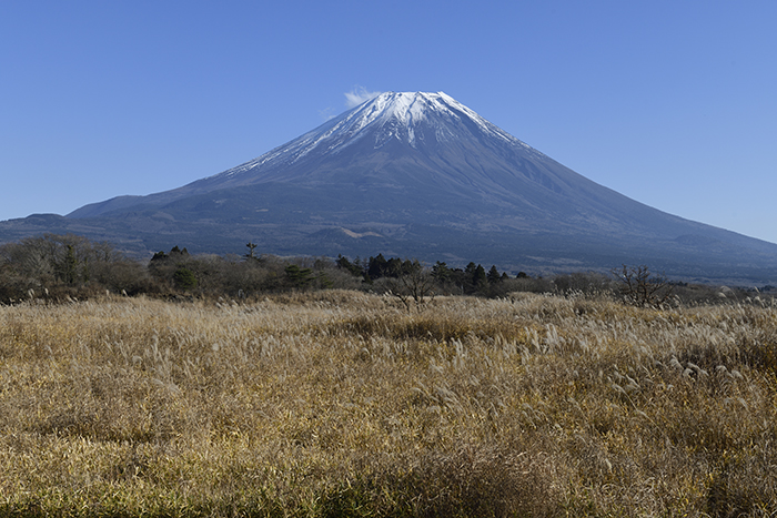 朝霧高原のすすき野