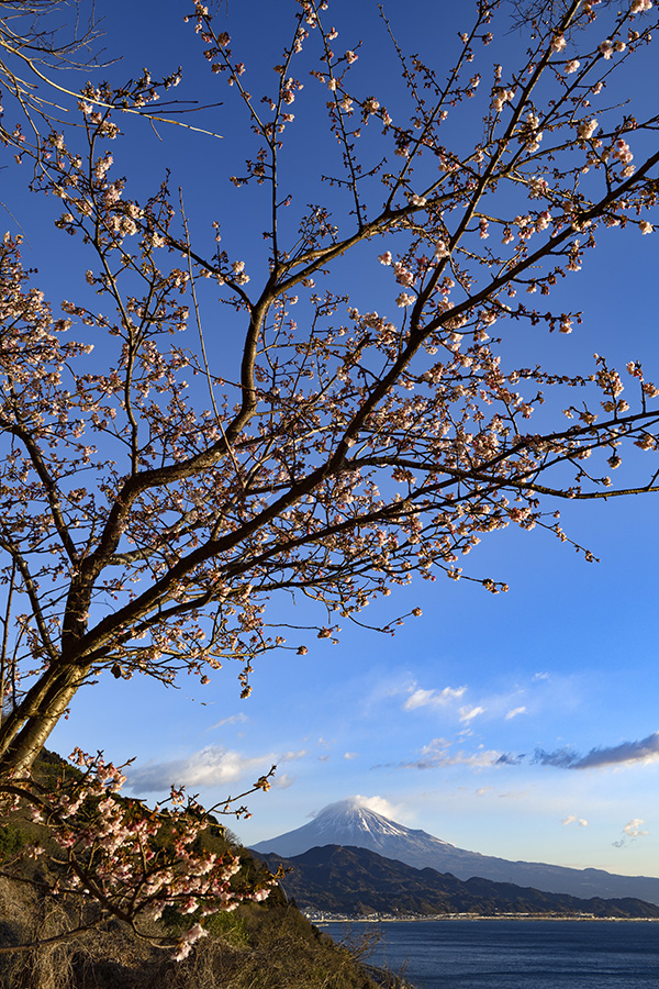 興津桜と富士山