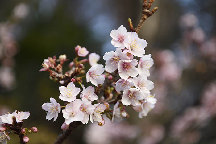 興津桜