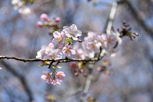 河津桜も少し早かったが咲いていた