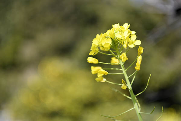 菜の花も咲き始めている