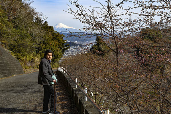 坂の一番上から富士山と桜を見てもらった