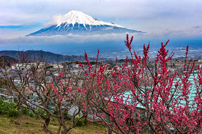 早咲き梅と富士山