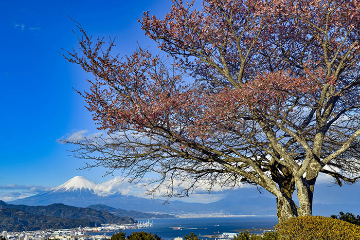 早咲き桜と青い海