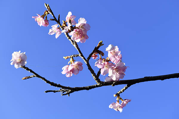 美和桜