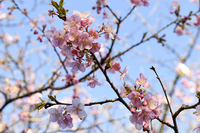 美和桜咲く