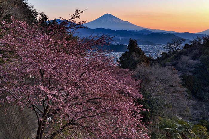 朝焼けの花の木台