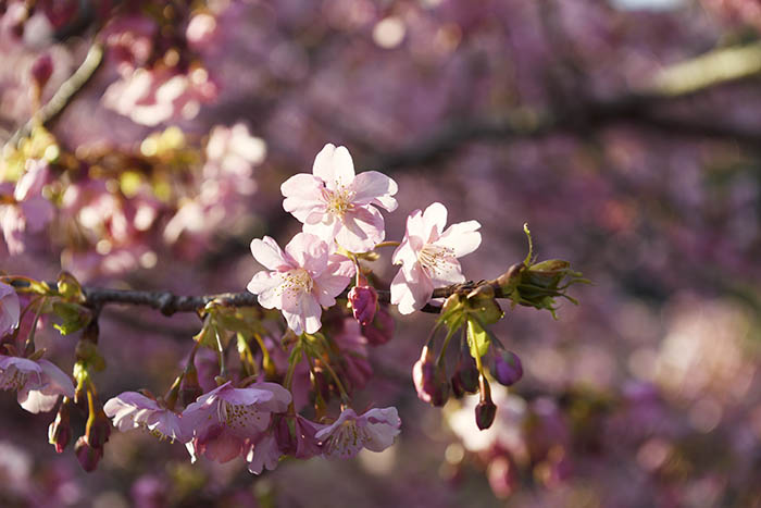 河津桜咲く