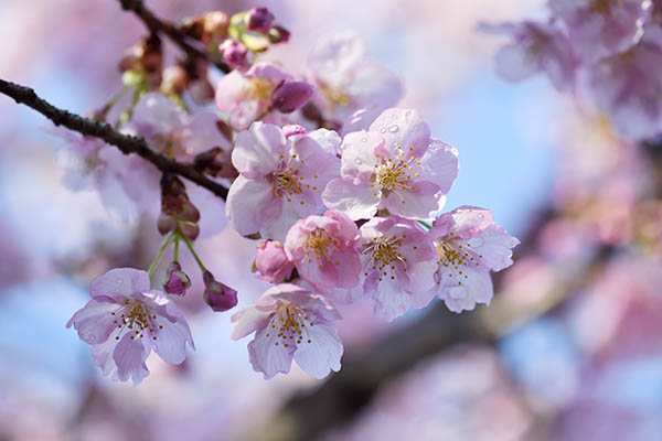 駿府城公園の小室桜