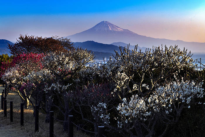 梅林からの富士山遠望