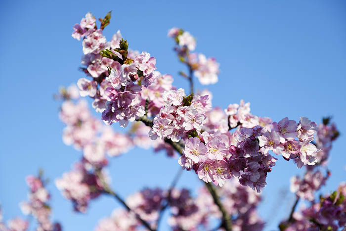 駐車場の桜が満開でした