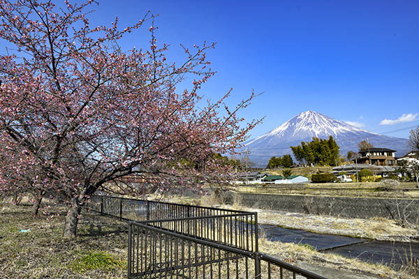 狩宿の下馬桜近くのカワヅサクラ