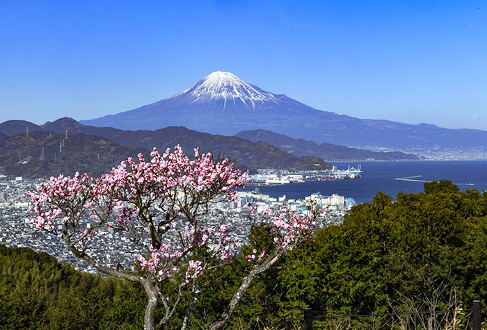 梅と海と富士山と