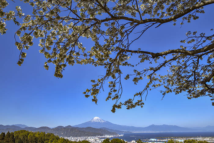 山桜満開