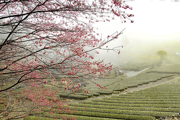 美しい茶畑