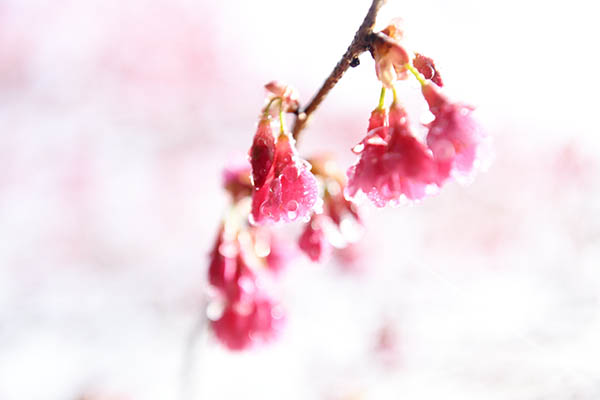 寒緋桜