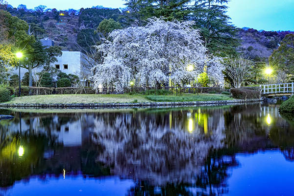 ブルーアワーと枝垂れ桜