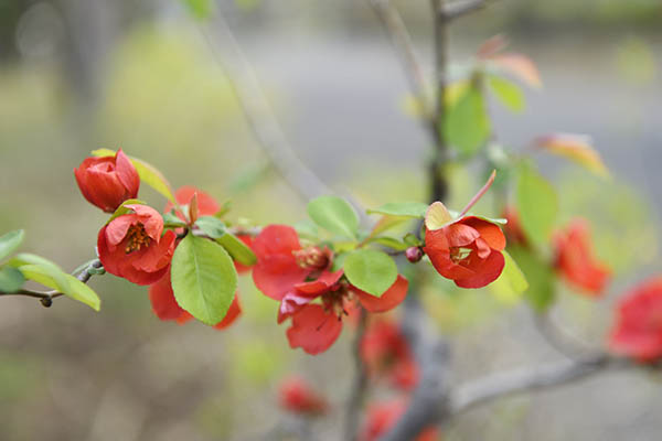 ボケの花