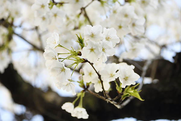 産婦人科の桜