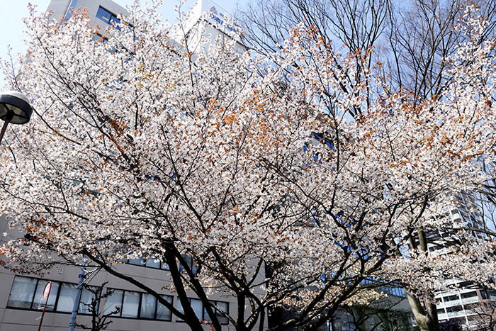 ビルの谷間の山桜