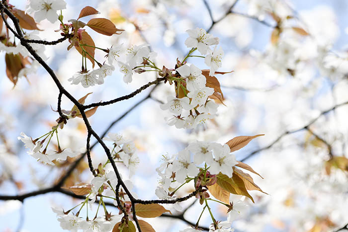 西行のみた山桜はこんな感じだったか