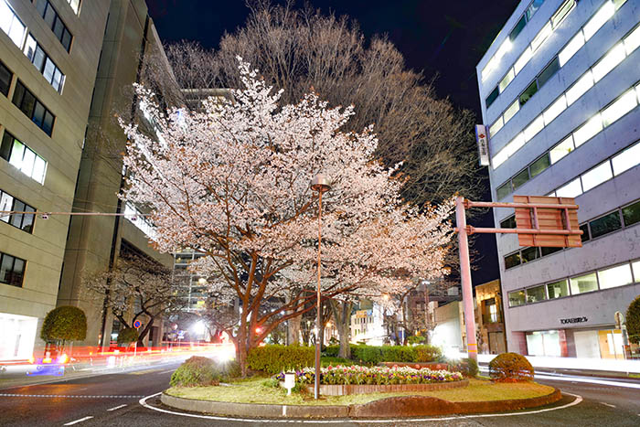 夜桜を楽しむ春