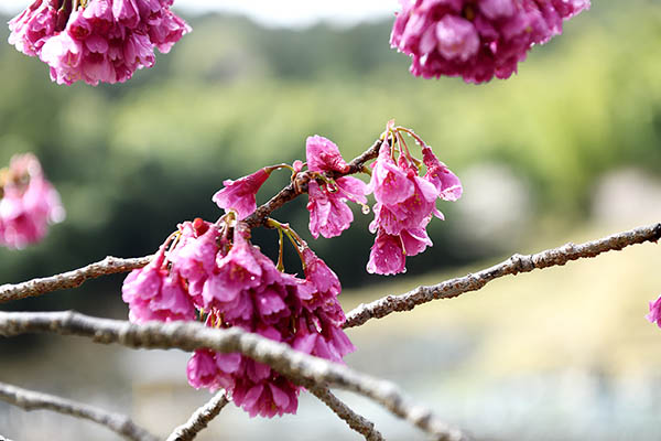 興徳寺の緋寒桜