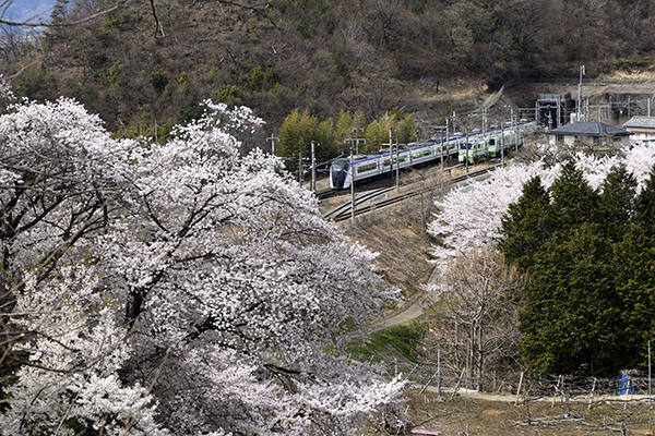 あずさと甚六桜？