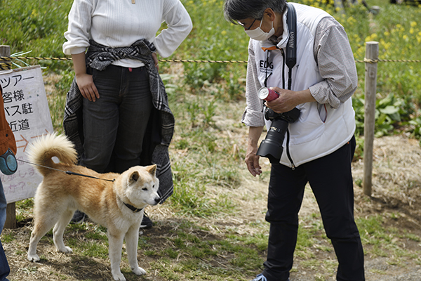 慈雲寺でであった柴犬