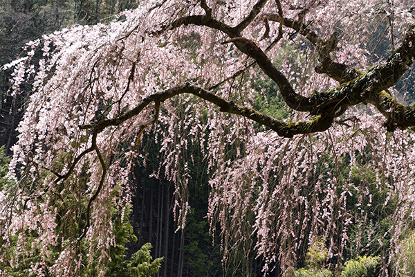 しだれ桜