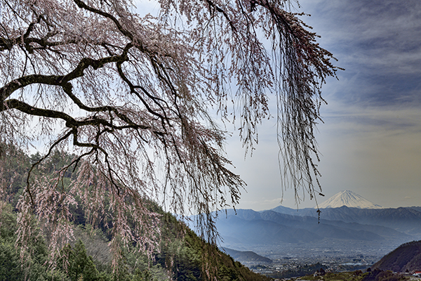 乙ヶ妻の桜は山梨市牧丘地区にあります。