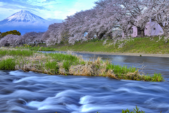 龍巖淵の桜