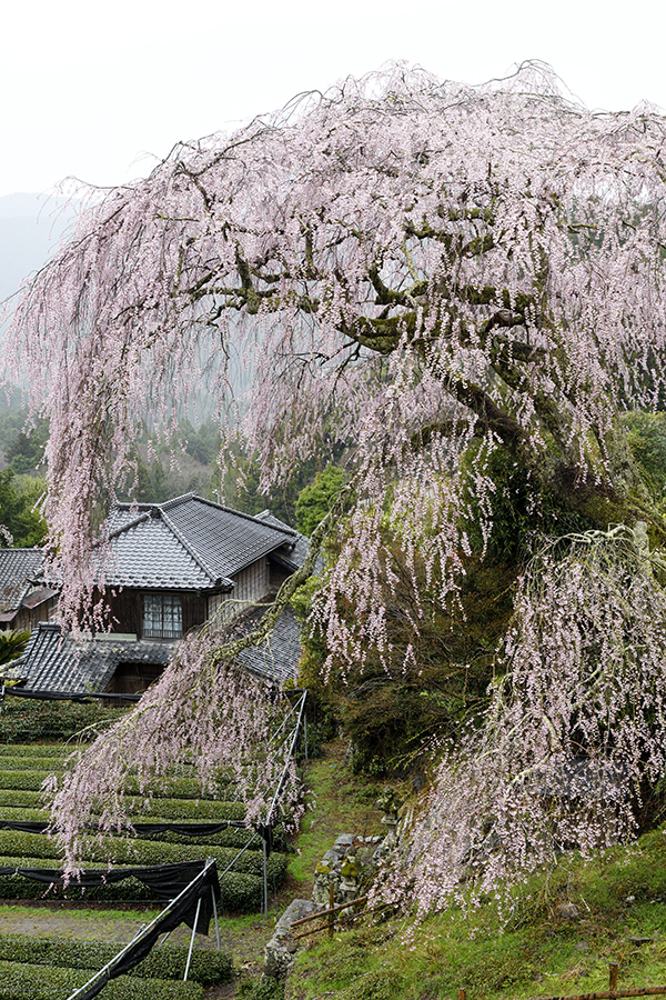 聖一国師の桜を