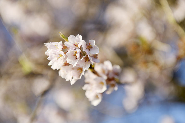 可憐で小さな花房