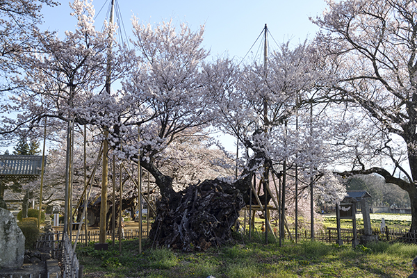 神代桜