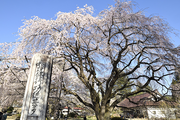 身延山の桜の子供