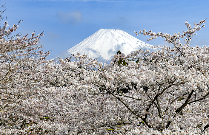 満開の桜と富士山