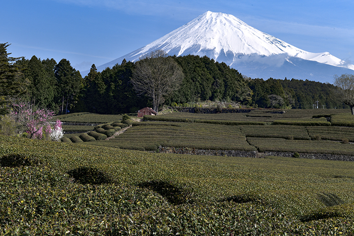 芽吹き前の茶畑から