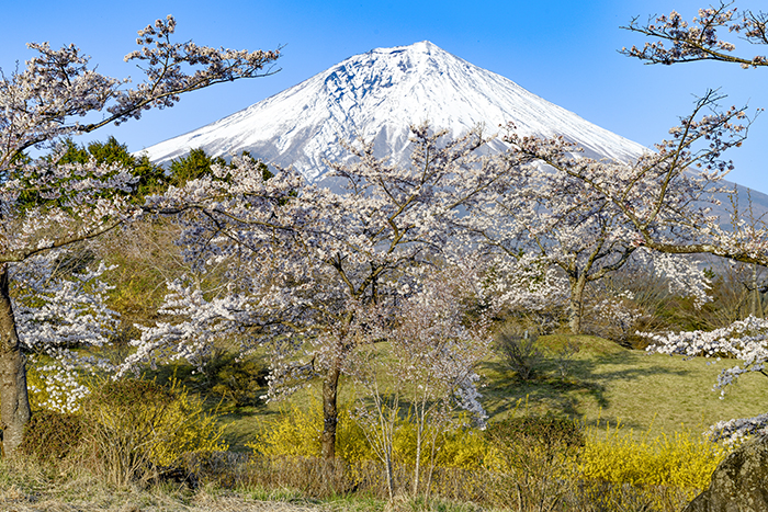 レンギョウと桜の競演