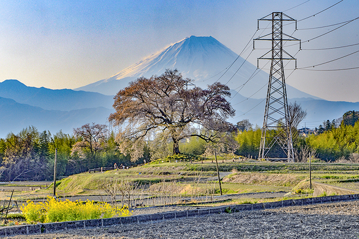 なごりの桜と早朝富士山