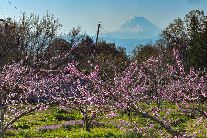 桃源郷からの富士山遠望