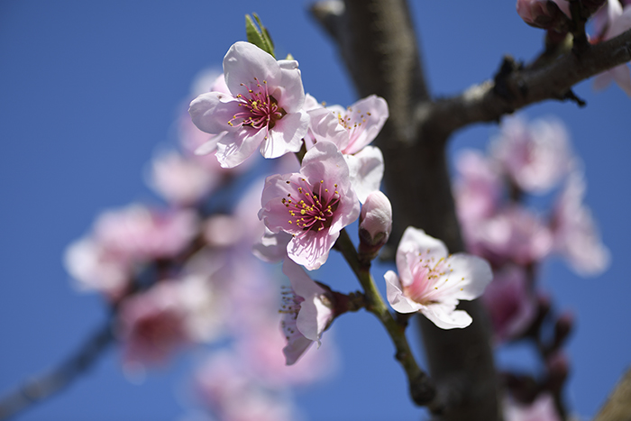 桃の花咲く